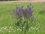 Salvia pratensis