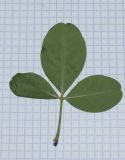 Image of taxon representative. Author is Татьяна Мальчинская