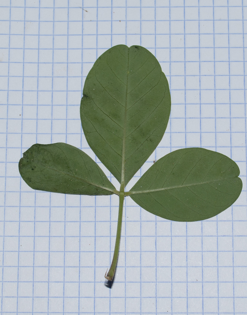 Image of Crotalaria pallida specimen.
