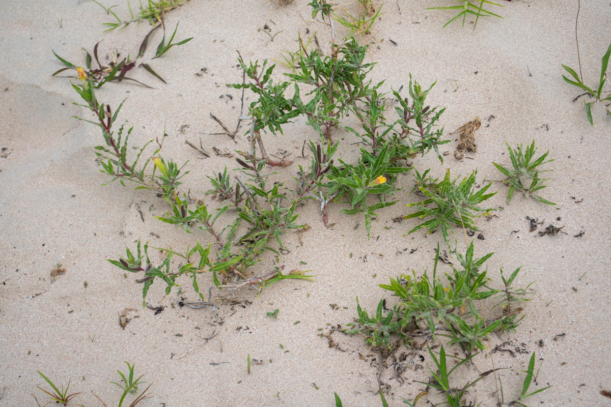 Image of Oenothera stricta specimen.