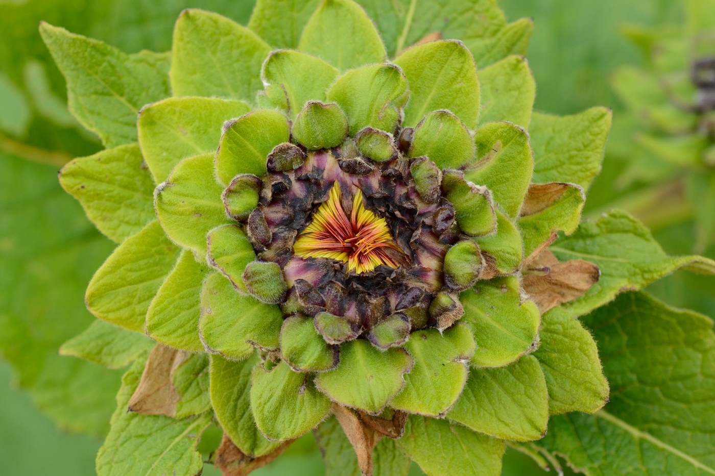 Image of Inula helenium specimen.