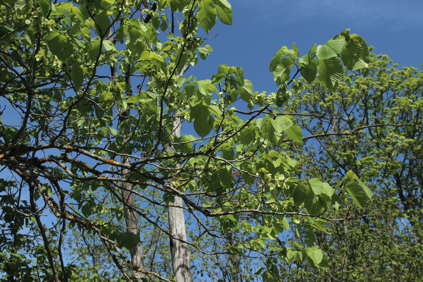 Изображение особи Ulmus glabra.