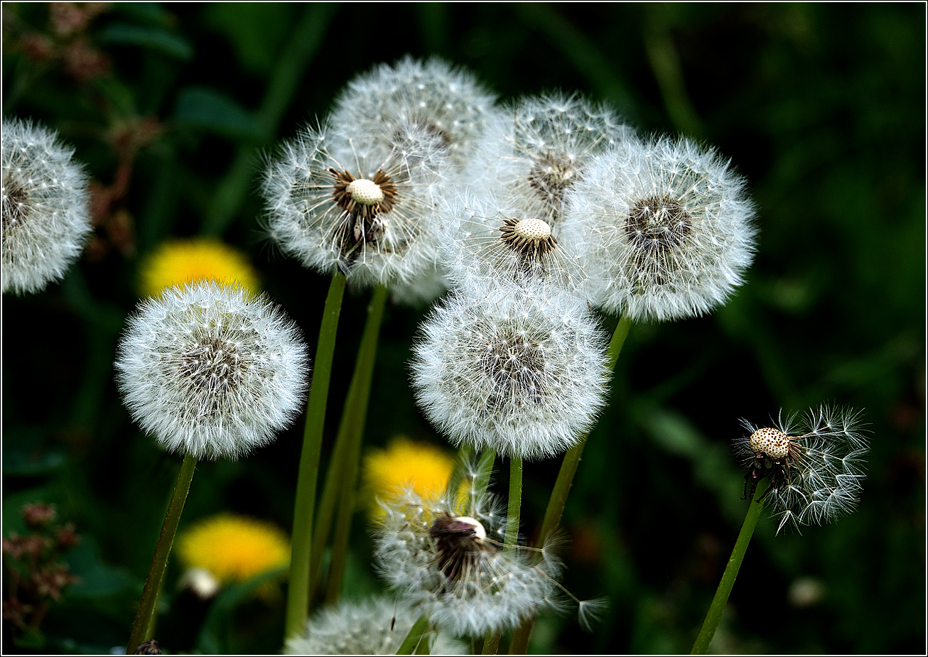 Изображение особи Taraxacum officinale.