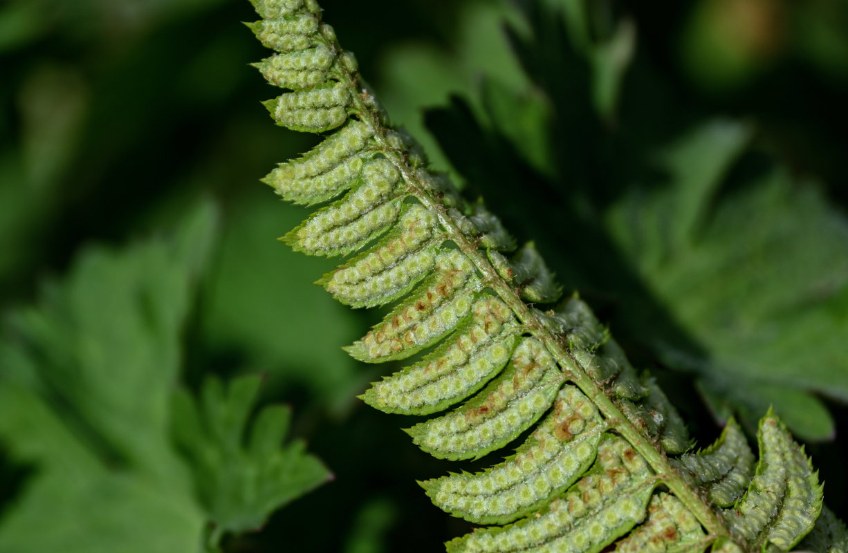 Изображение особи Polystichum lonchitis.