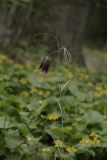 Fritillaria ussuriensis. Верхушка цветущего растения. Владивосток, Ботанический сад-институт ДВО РАН. 9 мая 2009 г.