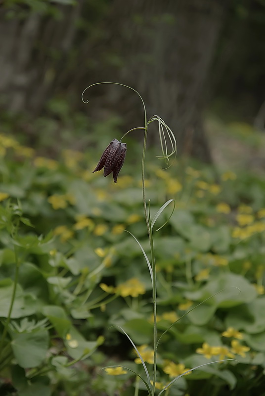 Image of Fritillaria ussuriensis specimen.