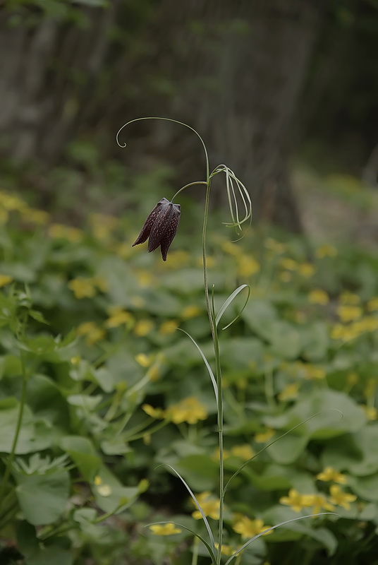 Изображение особи Fritillaria ussuriensis.