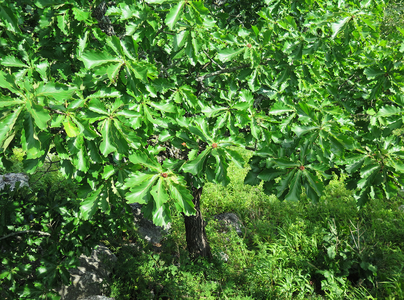 Изображение особи Quercus dentata.