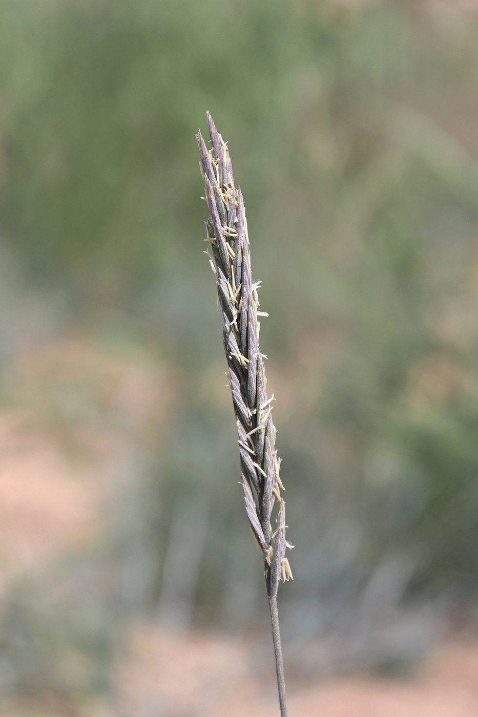 Изображение особи Elytrigia atherica.