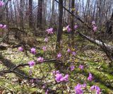 Rhododendron dauricum. Побеги цветущего растения. Бурятия, Кабанский р-н, тополёво-берёзовый лес на склоне сопки у северного подножья хребта Хамар-Дабан. 22.05.2023.