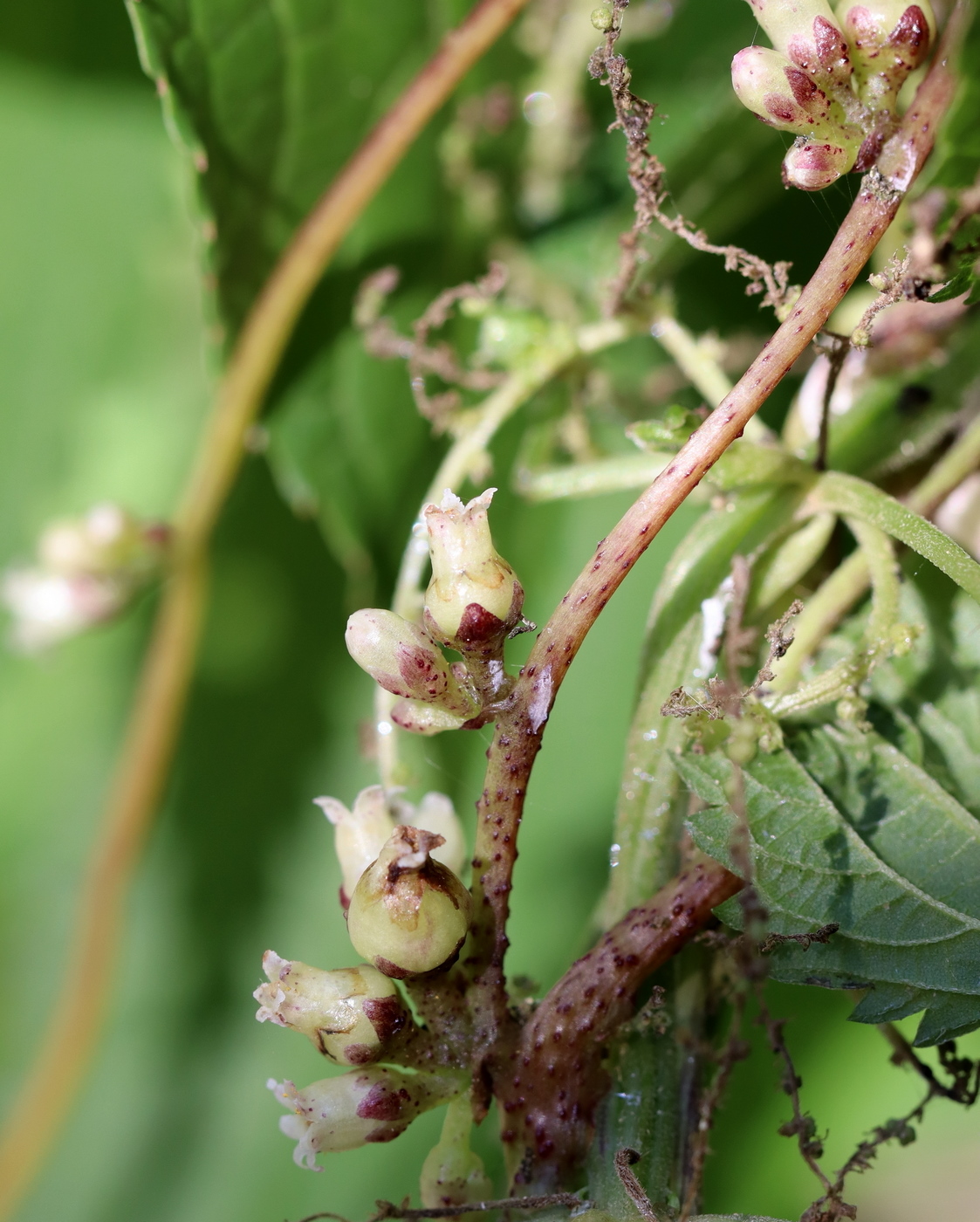 Image of Cuscuta lupuliformis specimen.