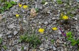 Crepis sonchifolia