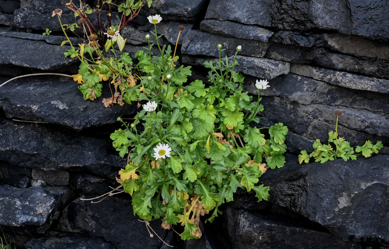 Изображение особи Arctanthemum arcticum.