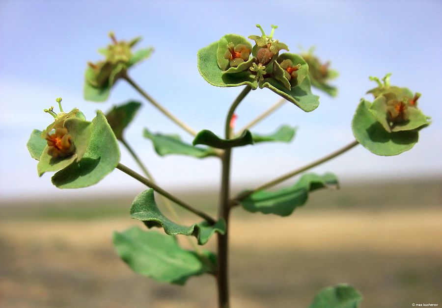 Изображение особи Euphorbia undulata.