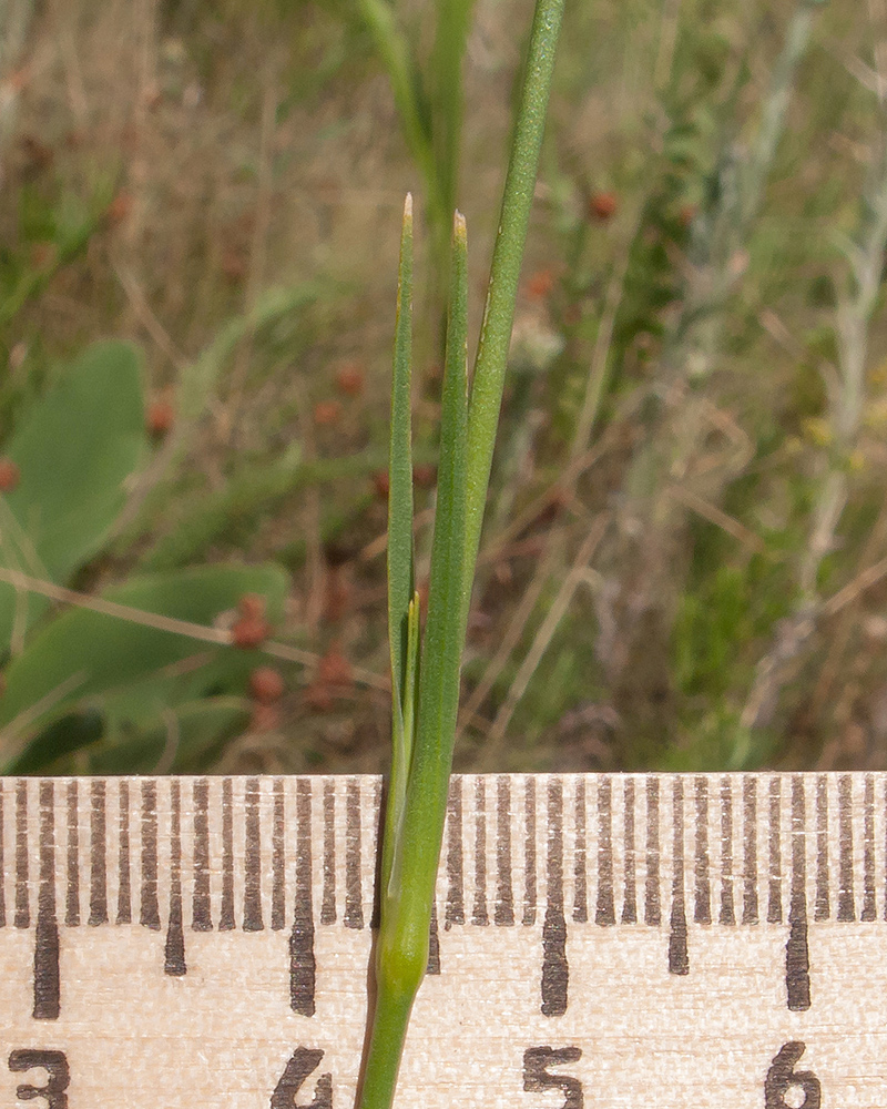 Изображение особи Dianthus lanceolatus.