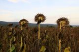 Helianthus annuus. Верхушки плодоносящих растений с увядающими листьями. Болгария, Бургасская обл., село Оризаре, поле, в культуре. 17.09.2021.