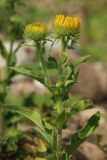 Inula britannica