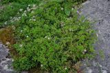 Geranium robertianum. Цветущие растения в сообществе с Sedum. Грузия, Имеретия, окр. водопада Кинчха, каменистый склон. 15.06.2023.