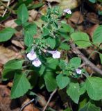 Clinopodium nepeta