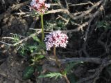 Valeriana tuberosa