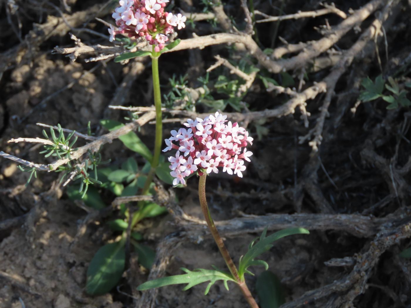 Image of Valeriana tuberosa specimen.