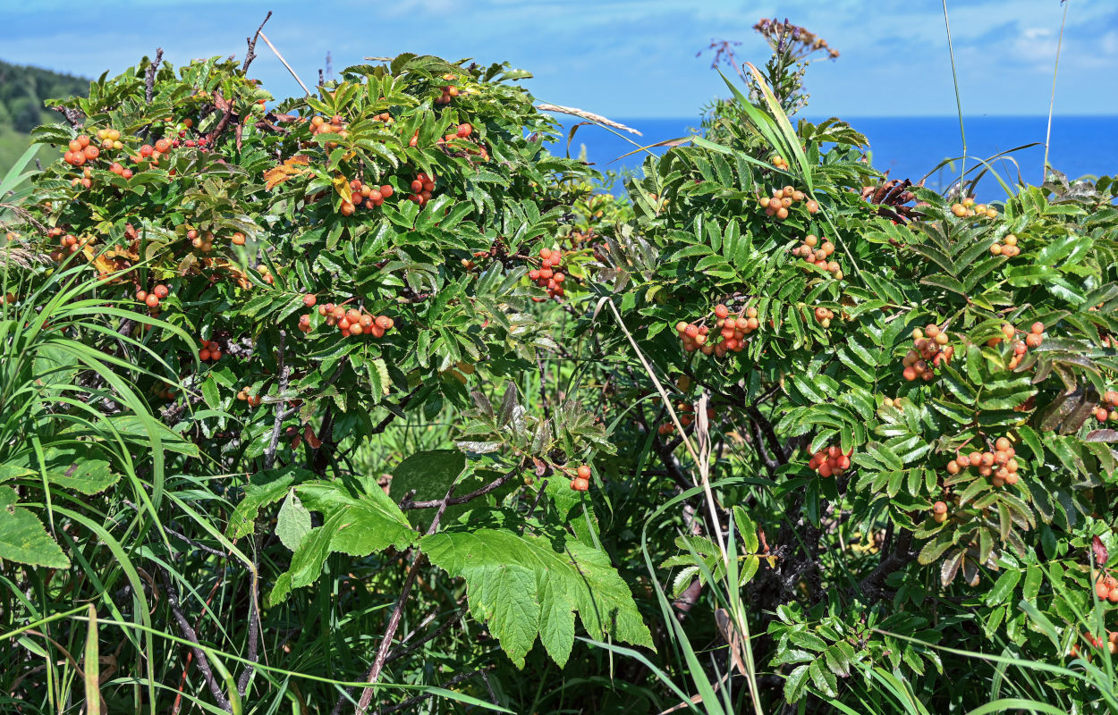 Изображение особи Sorbus sambucifolia.