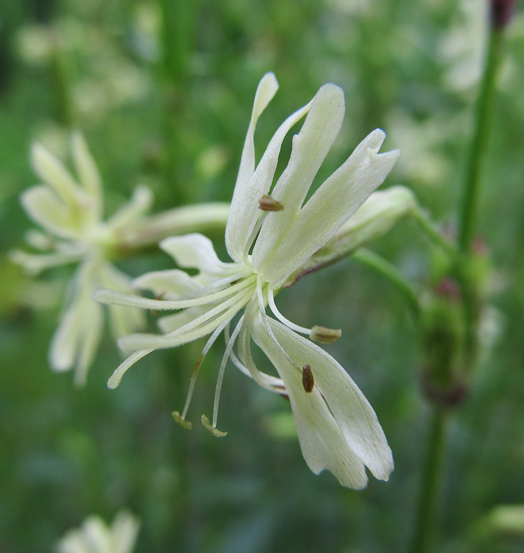 Изображение особи Silene tatarica.