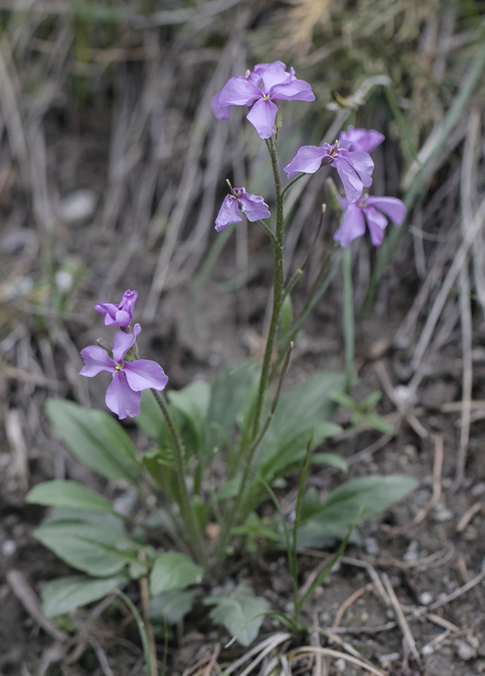 Image of Parrya subsiliquosa specimen.