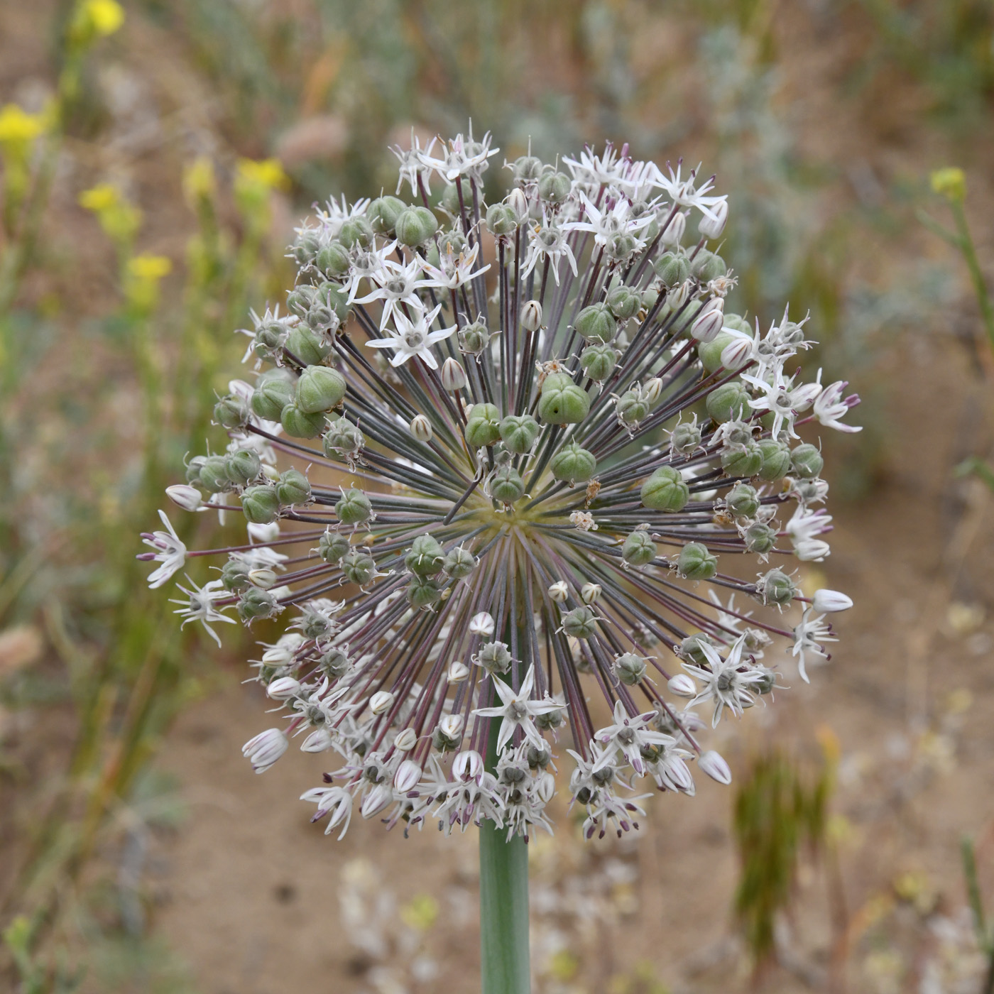 Image of Allium subscabrum specimen.