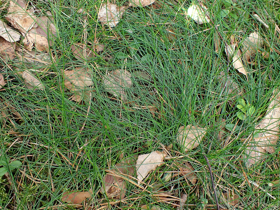 Изображение особи Eriophorum vaginatum.