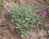 genus Hedysarum