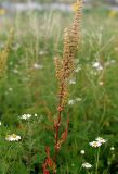 Rumex stenophyllus