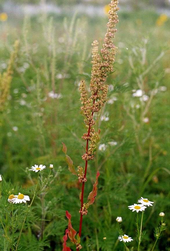 Изображение особи Rumex stenophyllus.