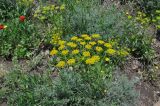 семейство Apiaceae. Верхушка цветущего растения. Грузия, Мцхета-Мтианети, окр. монастыря Джвари, луг. 6 мая 2019 г.