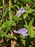 Смотреть изображение Scutellaria ochotensis