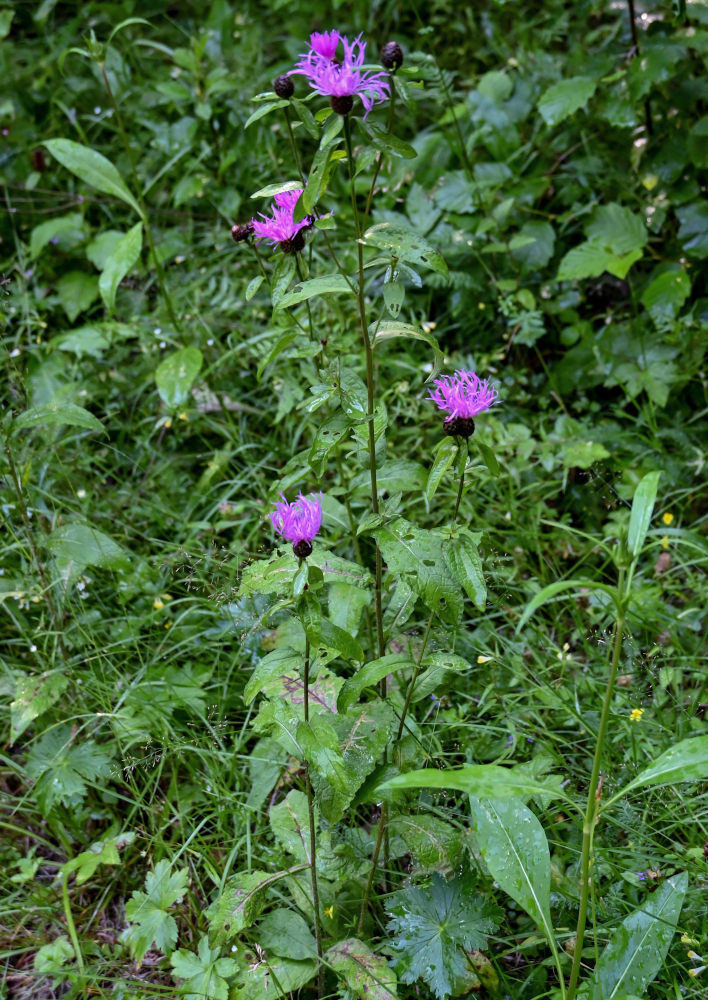 Изображение особи Centaurea phrygia.