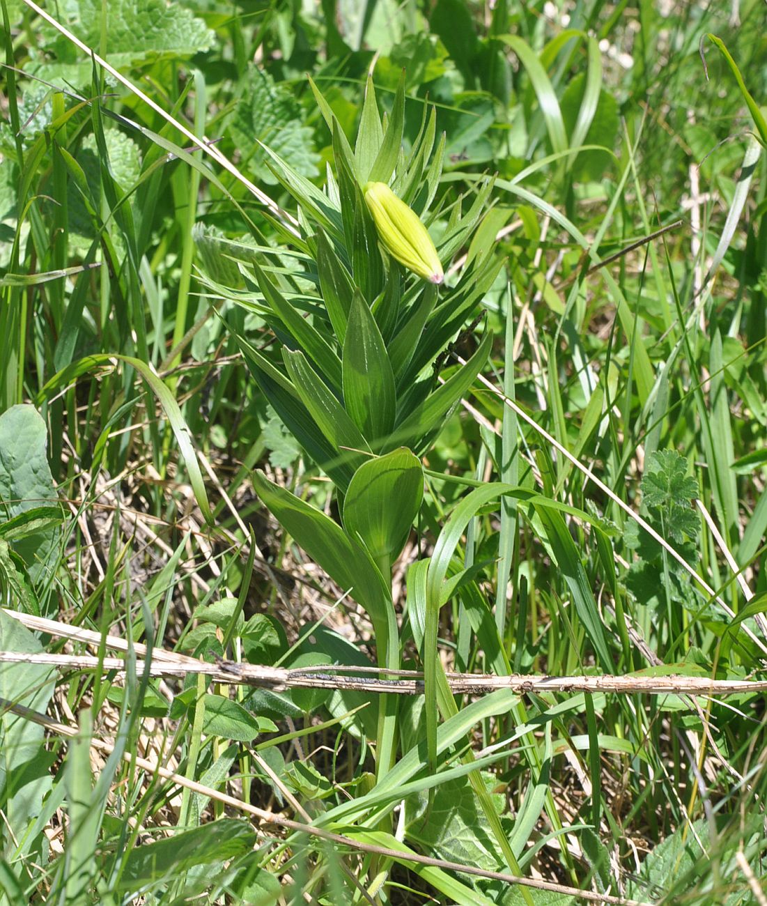 Image of genus Lilium specimen.