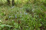 Anchusa azurea