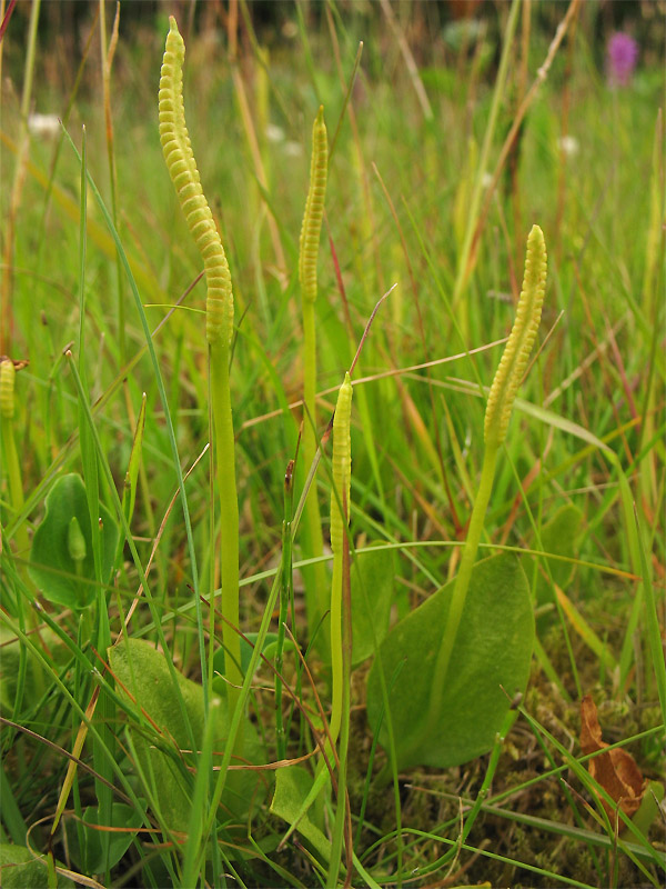 Image of Ophioglossum vulgatum specimen.