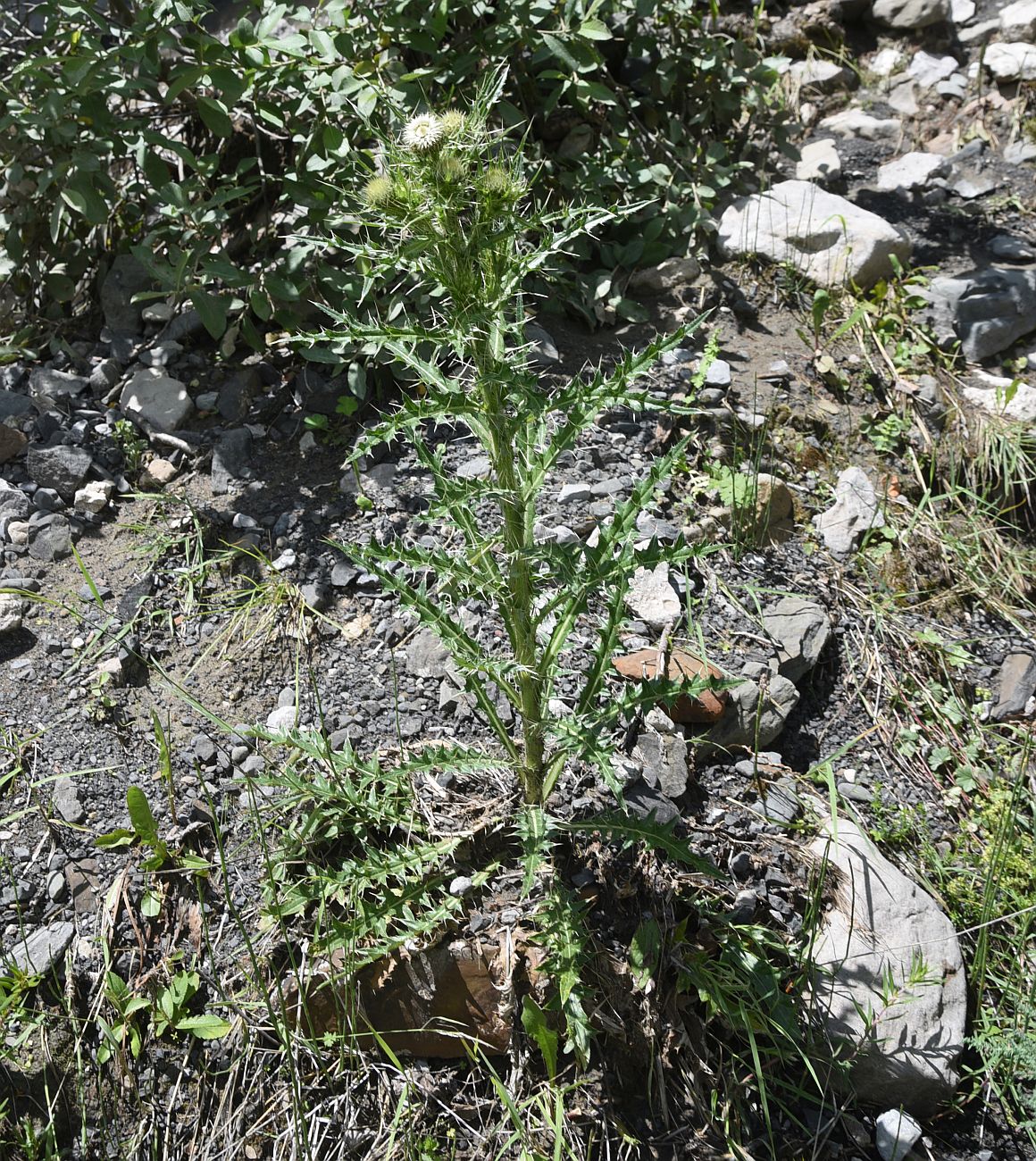 Изображение особи Cirsium echinus.