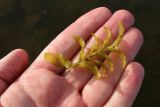 Potamogeton perfoliatus. Верхушка оборванного побега. Ленинградская обл., Ломоносовский р-н, окр. Шепелёвского маяка; п-ов Каравалдай, западное побережье, каменистое мелководье у берега. 30.06.2024.