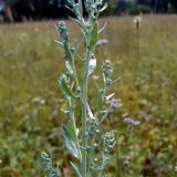 Artemisia absinthium. Часть побега с нераспустившимися соцветиями. Чувашия, окр. г. Шумерля, Кумашкинский заказник, Соколова поляна. 22 июля 2005 г.