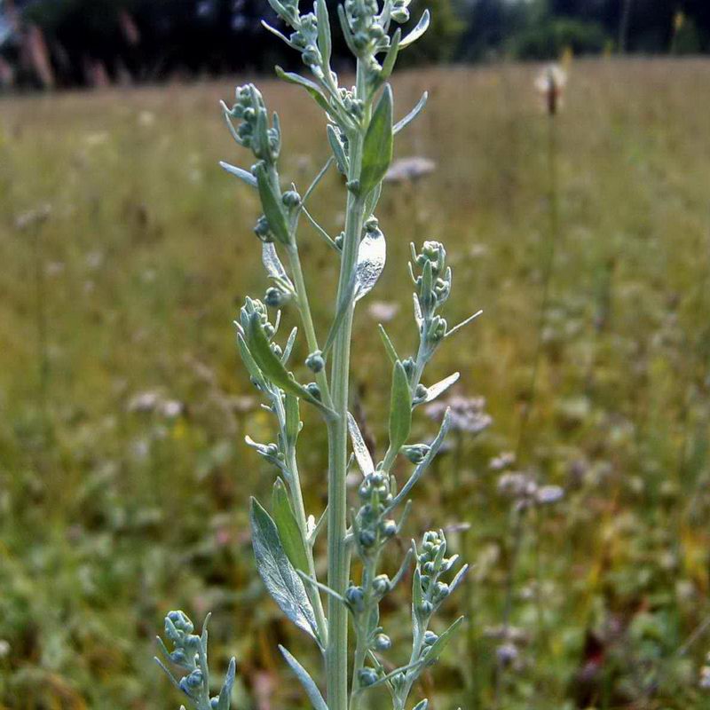 Image of Artemisia absinthium specimen.