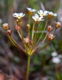 Androsace septentrionalis