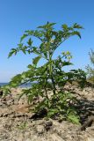 Lycopersicon esculentum