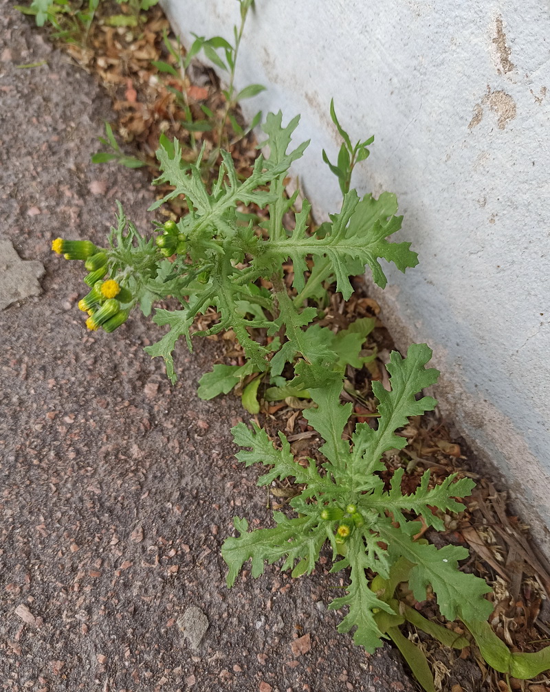 Image of Senecio vulgaris specimen.