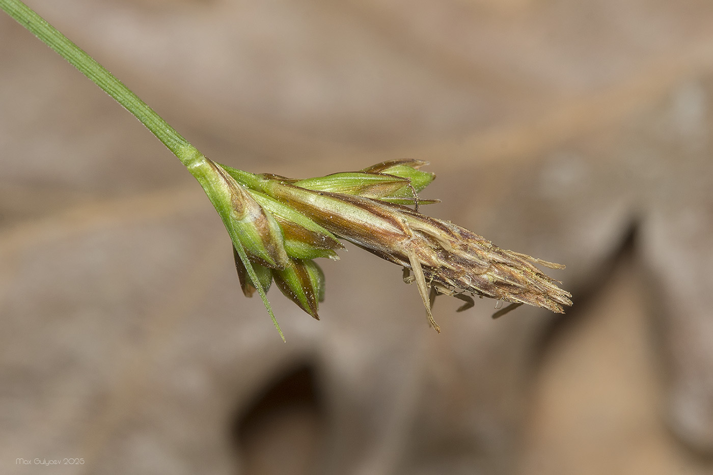 Image of Carex halleriana specimen.
