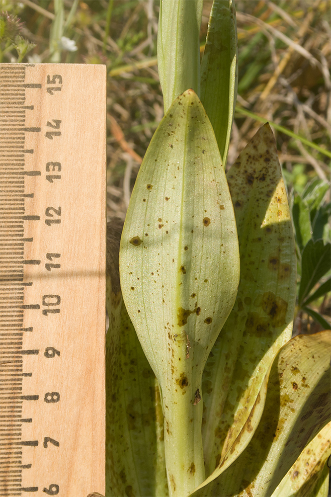 Image of Himantoglossum caprinum specimen.