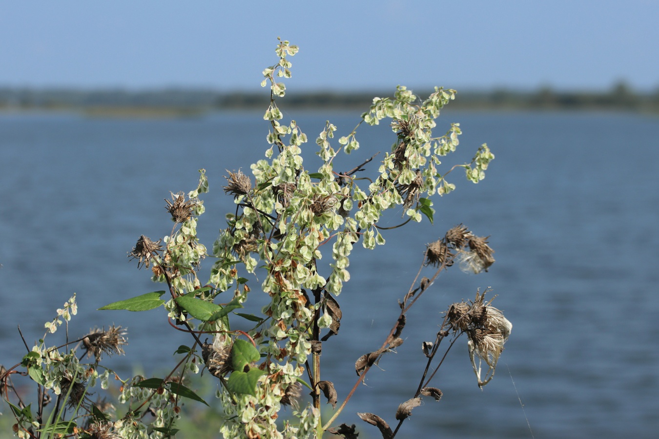 Image of Fallopia dumetorum specimen.