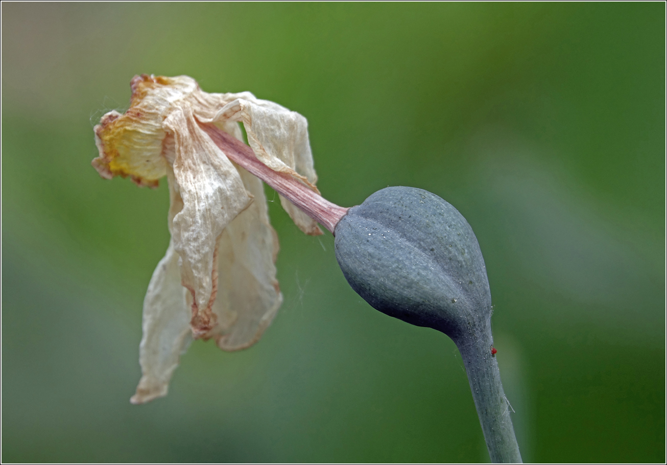 Изображение особи Narcissus × incomparabilis.